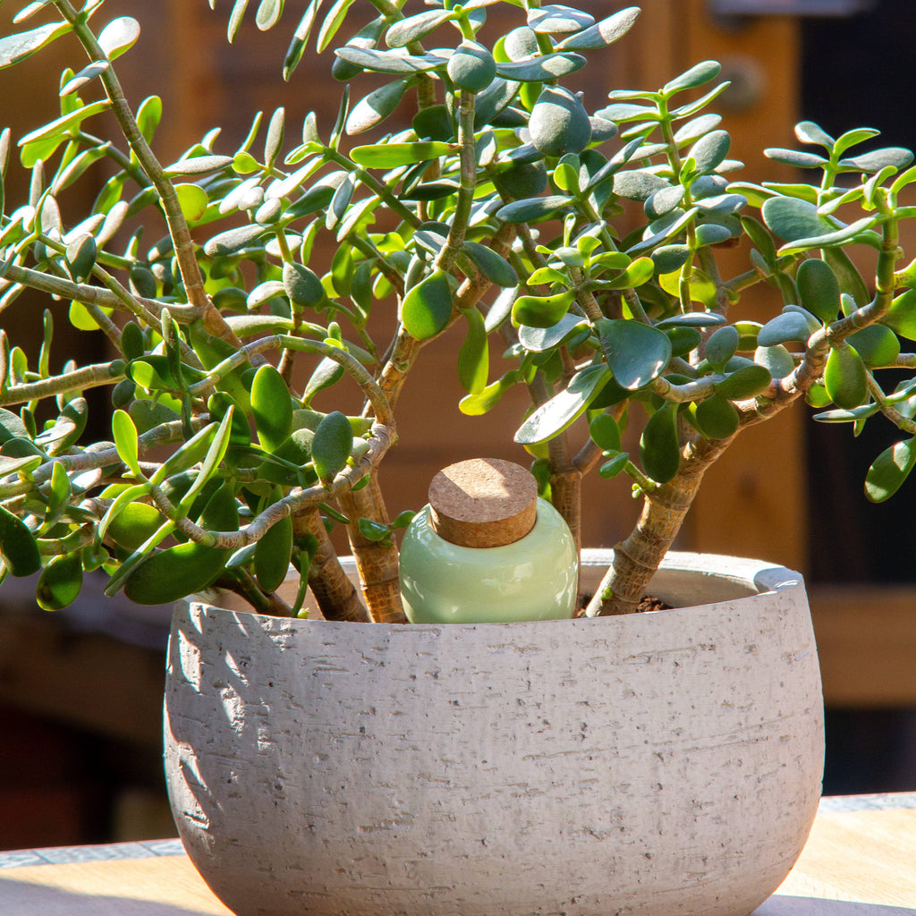 Olla - Vert